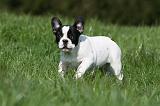 BOULEDOGUE FRANCAIS 999